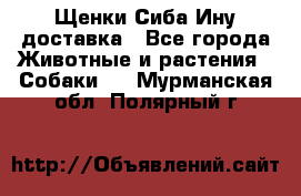 Щенки Сиба Ину доставка - Все города Животные и растения » Собаки   . Мурманская обл.,Полярный г.